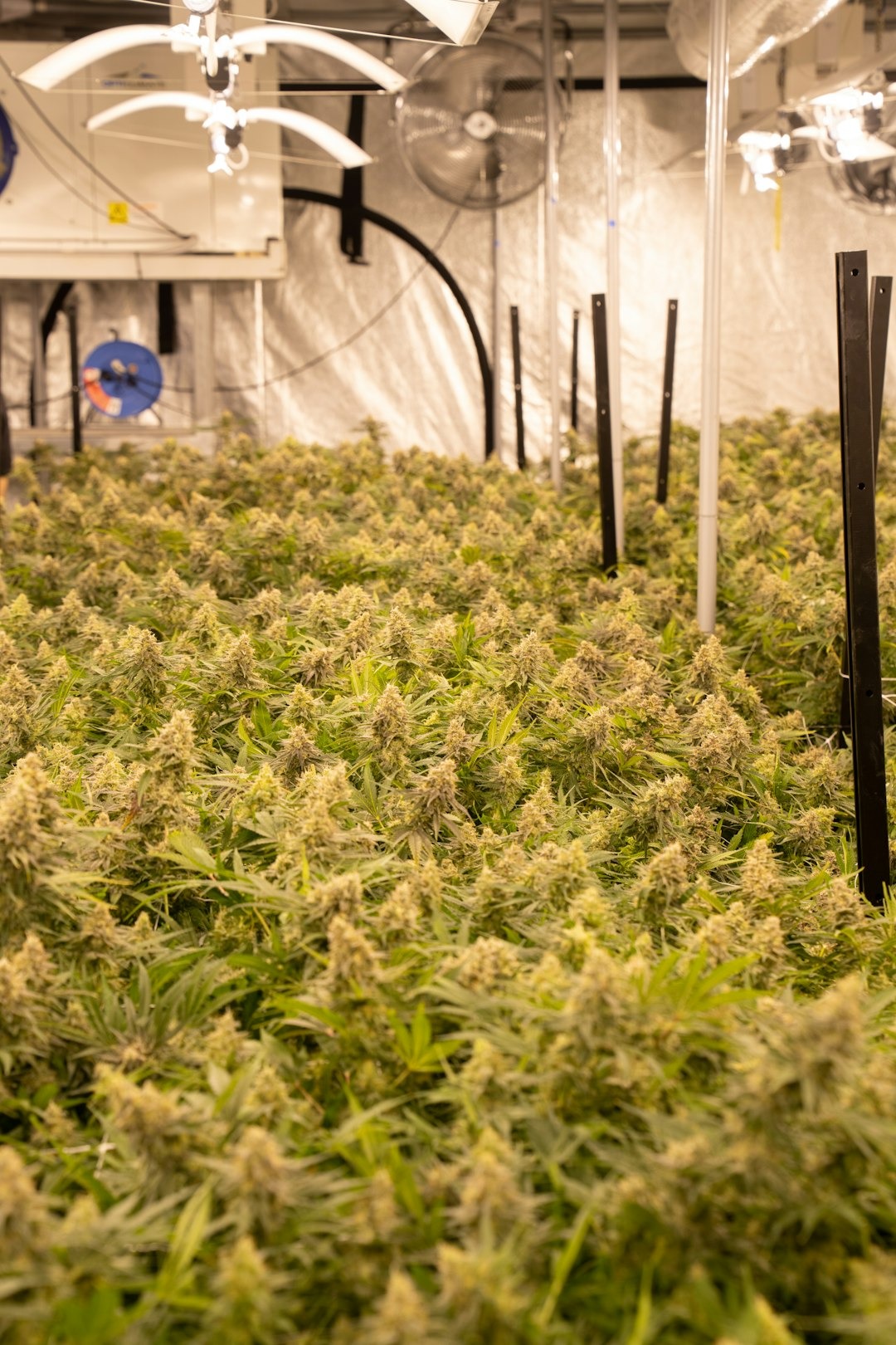 Mature cannabis plants growing in an indoor agricultural facility.